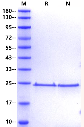 FGF-16 Protein, Human