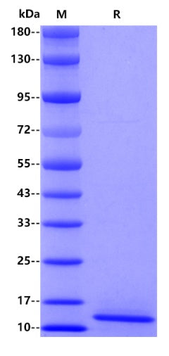 Human papillomavirus type 18 E7