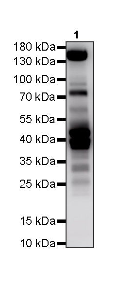 S-RMabMix™ Malonyl Lysine Rabbit mAb
