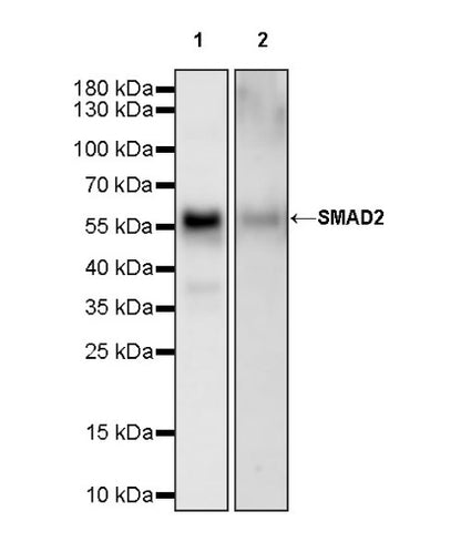 SMAD2 Recombinant Rabbit mAb (S-1420-20)
