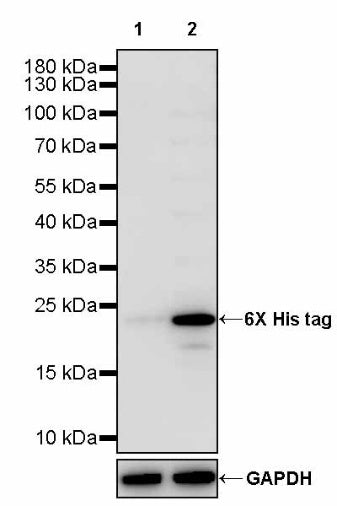 6x His tag (C-terminal) Recombinant Rabbit mAb (S-3882)
