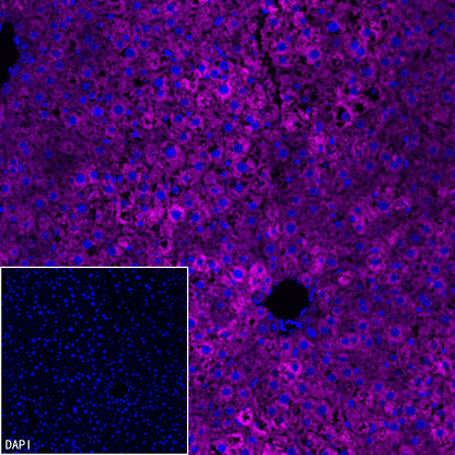 FASN Recombinant Rabbit mAb (Alexa Fluor® 647 Conjugate) (S-682-32)