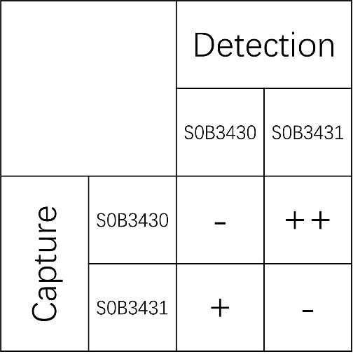 Rat IFN-γ Recombinant mAb (SDT-1970-57)