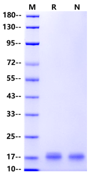 IFN-α 1b Protein, Human