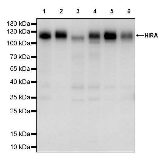 HIRA Recombinant Rabbit mAb (S-2928-13)