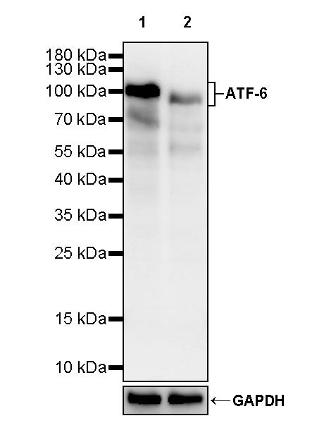 ATF-6 Recombinant Rabbit mAb (S-4366)