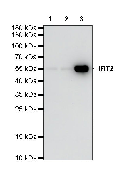 IFIT2 Recombinant Rabbit mAb (S-6029)
