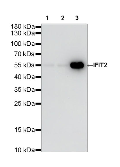 IFIT2 Recombinant Rabbit mAb (S-6029)
