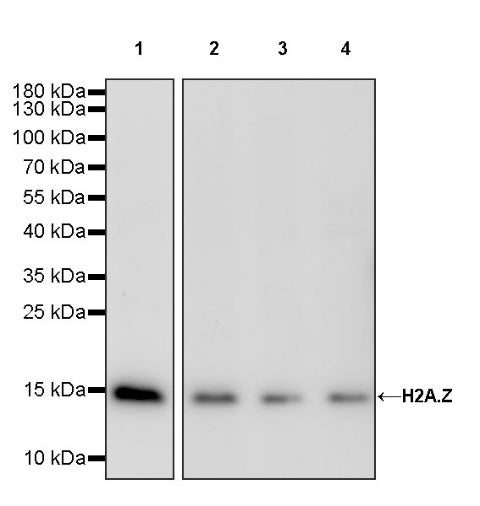 H2A.Z Recombinant Rabbit mAb (S-863-148)