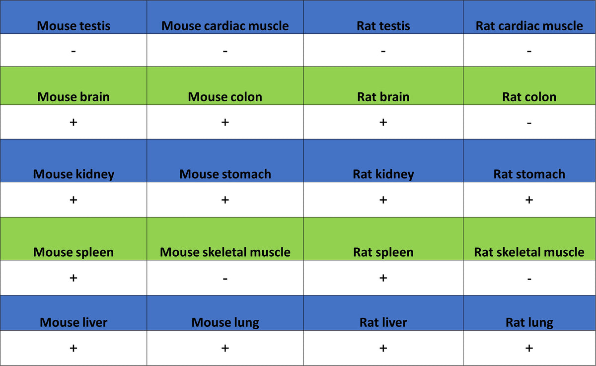 Bcl-2 Recombinant Rabbit mAb (S-3910-3)