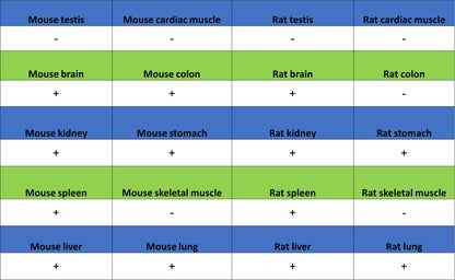 Bcl-2 Recombinant Rabbit mAb (S-3910-3)