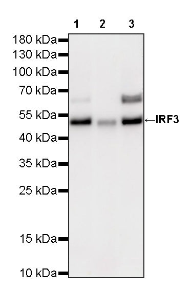 IRF3 Recombinant Rabbit mAb (S-3916-22)