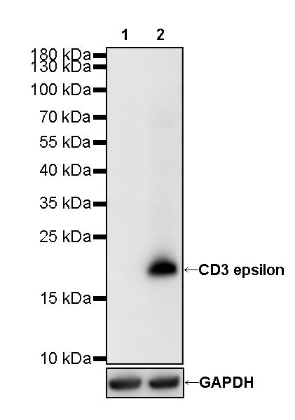 CD3 epsilon Recombinant Rabbit mAb (SDT-241-49)