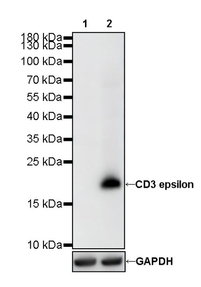 CD3 epsilon Recombinant Rabbit mAb (SDT-241-49)