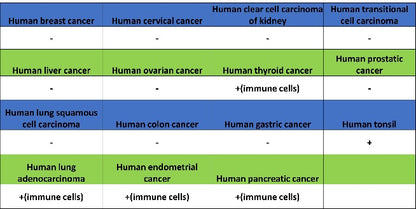 TCF-4 Recombinant Rabbit mAb (SDT-2549-4)