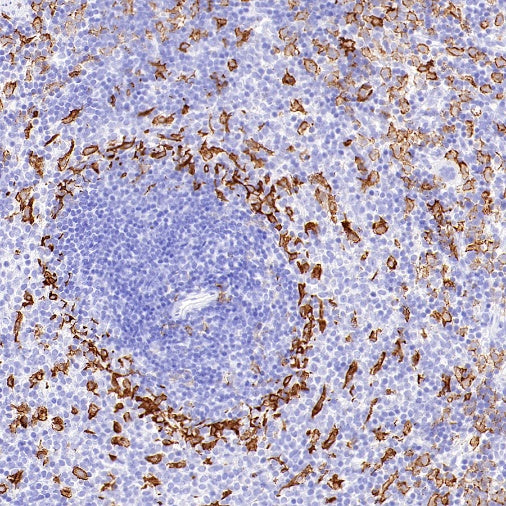 Sialoadhesin/CD169 Recombinant Rabbit mAb (SDT-3228-8)