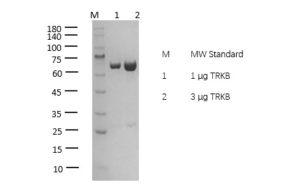 TRKB(NTRK2) Protein