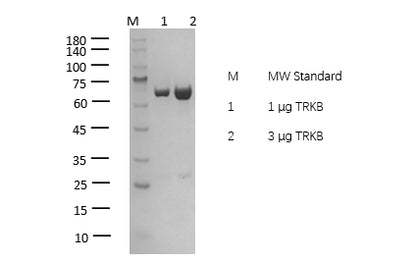 TRKB(NTRK2) Protein