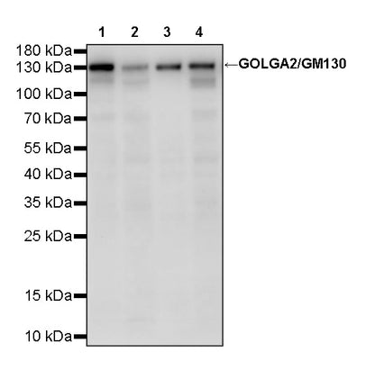 GOLGA2/GM130 Mouse mAb