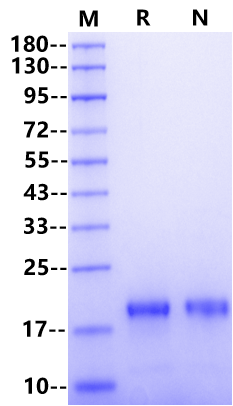 APRIL/TNFSF13 Protein, Human