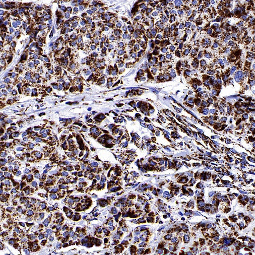 MTCO1 Recombinant Rabbit mAb (S-2205-28)