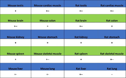Phospho-Rb (Ser807/811) Recombinant Rabbit mAb (S-2215-52)