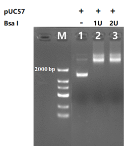 BsaⅠ Restriction Enzyme