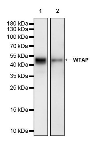 WTAP Recombinant Rabbit mAb (S-2741-49)
