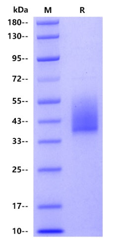 Human B7-H6, His tag