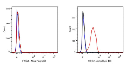 FOXA2 Recombinant Rabbit mAb (SDT-R174)