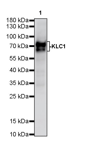 KLC1 Recombinant Rabbit mAb (S-4556-17)