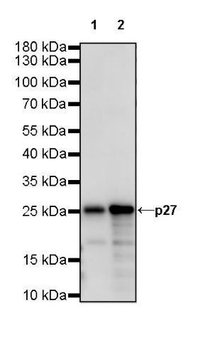 p27 Recombinant Rabbit mAb (SDT-R350)