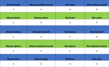 Histone H3 (tri methyl K27) Recombinant Rabbit mAb (S-4331)