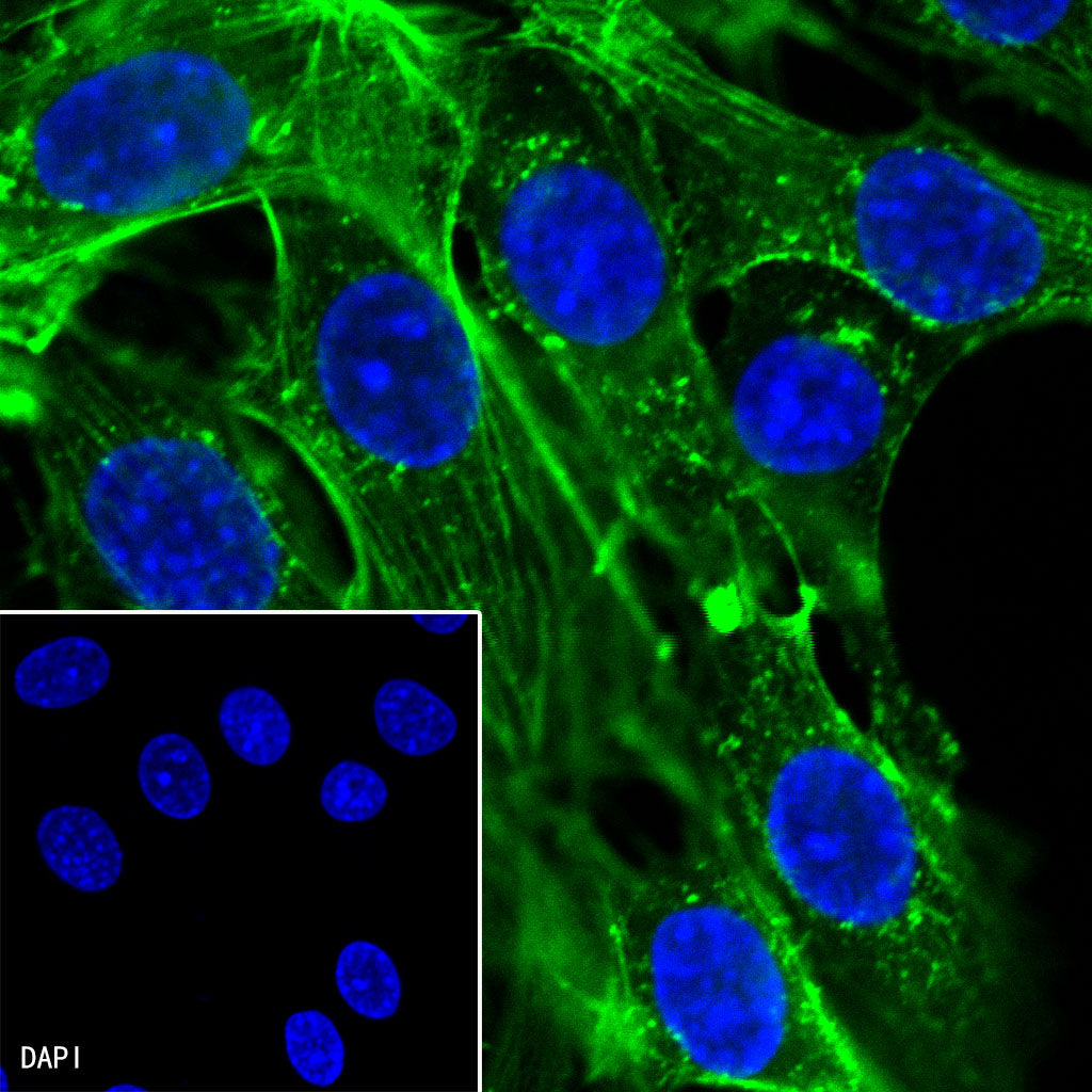 β-actin Recombinant Rabbit mAb (Alexa Fluor® 488 Conjugate) (SDT-R015)