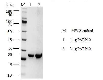 PARP10 Flag&Strep II Tag Protein, Human