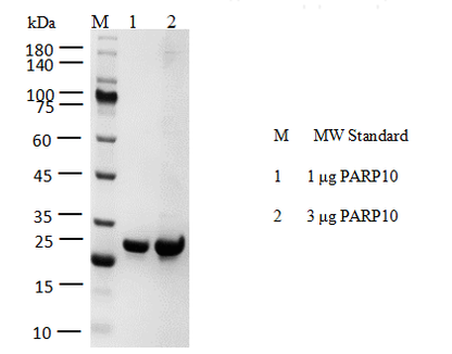 PARP10 Flag&Strep II Tag Protein, Human