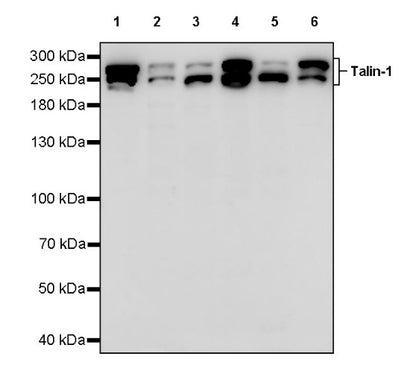 Talin-1 Recombinant Rabbit mAb (S-1483-25)