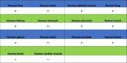 PTRF Recombinant Rabbit mAb (S-3271-13)