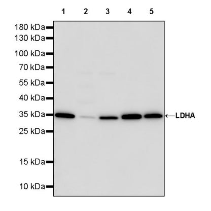 L-Lactate Dehydrogenase A/LDHA Rabbit Polyclonal Antibody