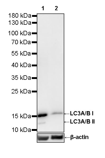 LC3A/B-Knockdown HeLa Cell Lysate