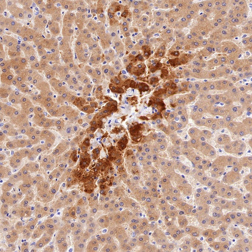 Glutamine Synthetase (GS) Recombinant Rabbit mAb (SDT-549-25)