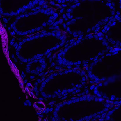 alpha smooth muscle Actin Recombinant Rabbit mAb (Alexa Fluor® 700 Conjugate) (S-132-63)