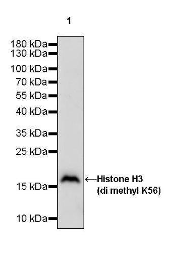 Histone H3 (di methyl K56) Recombinant Rabbit mAb (S-R427)