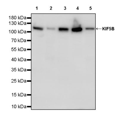 KIF5B+KIF5C Recombinant Rabbit mAb (S-2452-15)