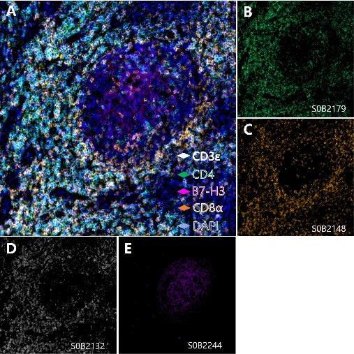 B7-H3, T cell, Cytotoxic T cell and Helper T cell (B7-H3, CD3 epsilon, CD8α, CD4) Antibody Panel