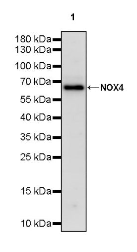 NOX4 Recombinant Rabbit mAb (S-2246-45)