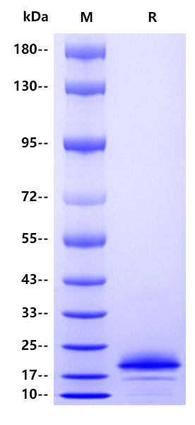 IL-4 His Tag Protein, Human