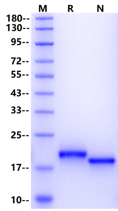 IL-28B/IFNL3 Protein, Mouse
