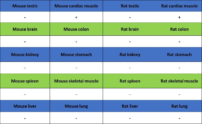 Cardiac troponin T (TNNT2) Recombinant Rabbit mAb (SDT-2894-34)