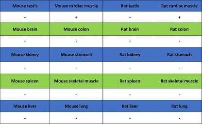 Cardiac troponin T (TNNT2) Recombinant Rabbit mAb (SDT-2894-34)